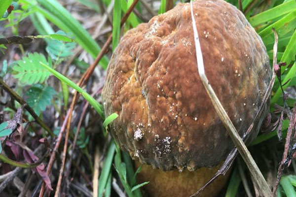 黃牛肝菌多糖的研究 黃牛肝菌多糖的研究