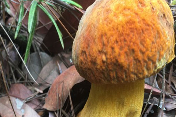 黃牛肝菌對心腦血管好嗎 黃牛肝菌對心腦血管好嗎