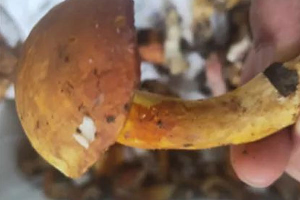 黃粉孢牛肝菌可以吃嗎 黃粉孢牛肝菌可以吃嗎