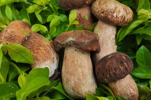 白蔥牛肝菌有毒嗎，牛肝菌中毒后有后遺癥嗎