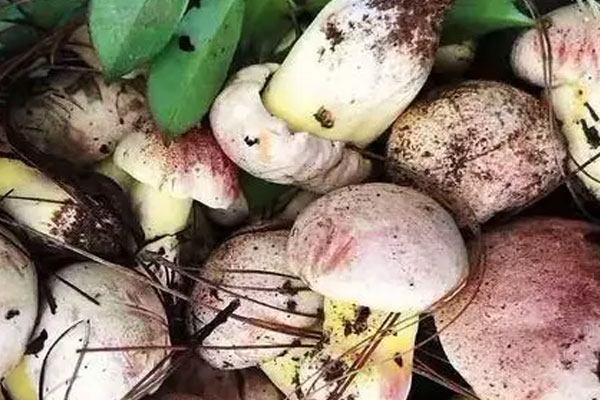 白蔥牛肝菌有沒(méi)有毒 白蔥牛肝菌有沒(méi)有毒