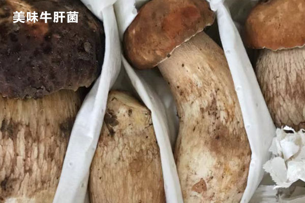 灰中帶紫色牛肝菌可以吃嗎，灰牛肝菌能吃嗎