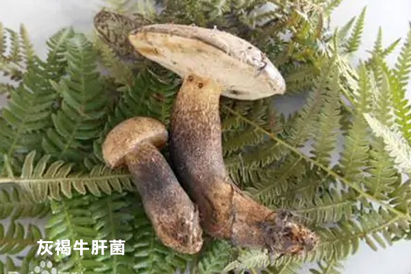 灰牛肝菌可以吃嗎 灰牛肝菌可以吃嗎