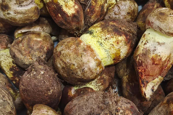 牛肝菌具有健胃消化的作用嗎 牛肝菌具有健胃消化的作用嗎