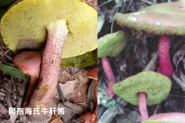 網(wǎng)孢海氏牛肝菌可以吃嗎，紫蓋粉孢牛肝菌能吃嗎