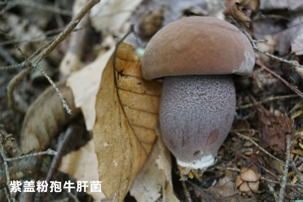 紫蓋粉孢牛肝菌可以吃嗎 紫蓋粉孢牛肝菌可以吃嗎