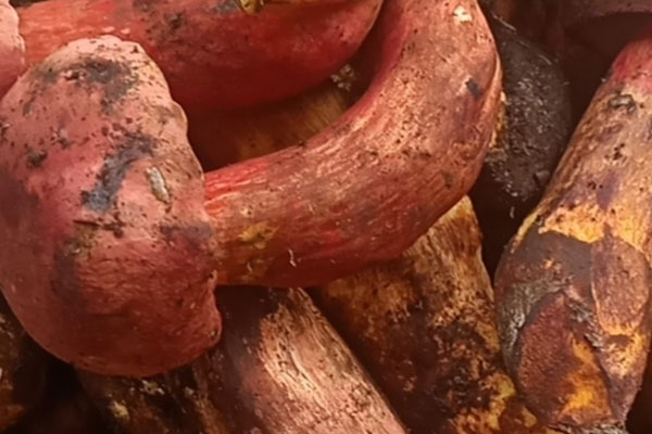 紅色牛肝菌能吃嗎，哪里能采牛肝菌