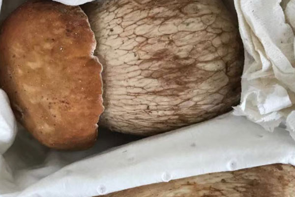 哪里可以采摘牛肝菌 哪里可以采摘牛肝菌