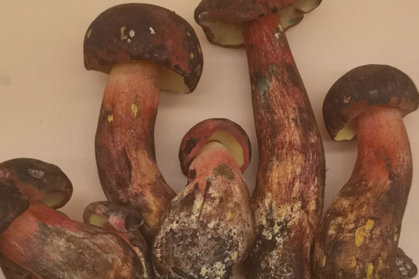 紅蔥牛肝菌的形態(tài)特征 紅蔥牛肝菌的形態(tài)特征