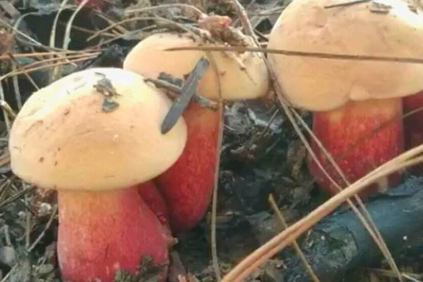 牛肝菌產(chǎn)量最大的區(qū)域在哪里 牛肝菌產(chǎn)量最大的區(qū)域在哪里