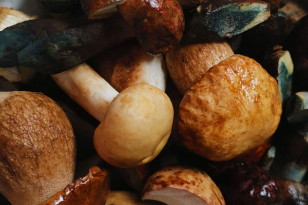 牛肝菌產(chǎn)地有幾個(gè)地方，牛肝菌產(chǎn)量最大的區(qū)域