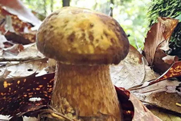 牛肝菌適合生長(zhǎng)在什么地方，牛肝菌生長(zhǎng)溫度和條件