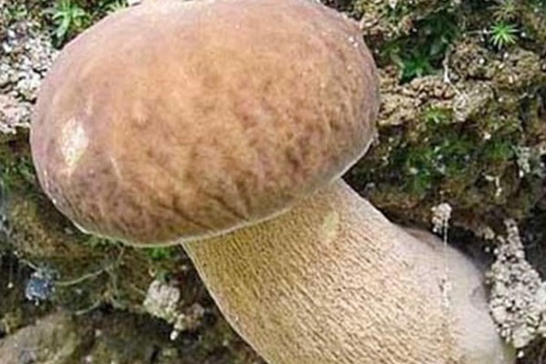 牛肝菌喜歡的生長溫度和條件 牛肝菌喜歡的生長溫度和條件