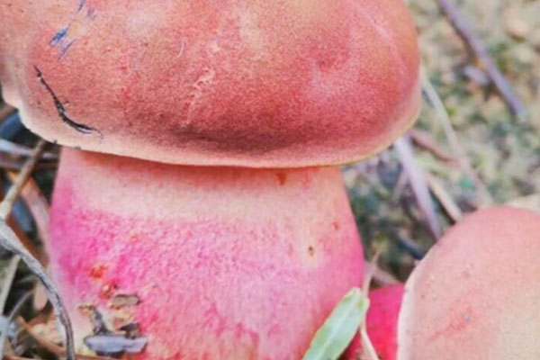 紅蔥牛肝菌是什么味道 紅蔥牛肝菌是什么味道