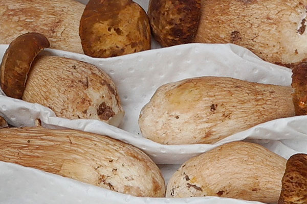 肝炎能吃牛肝菌嗎 肝炎能吃牛肝菌嗎