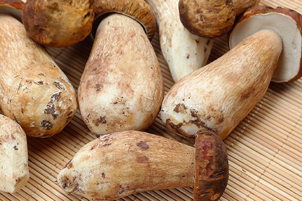 女性可以吃牛肝菌螃蟹粥嗎 女性可以吃牛肝菌螃蟹粥嗎