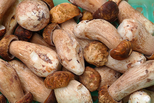 吃牛肝菌會(huì)失眠嗎，吃牛肝菌會(huì)不會(huì)胃疼