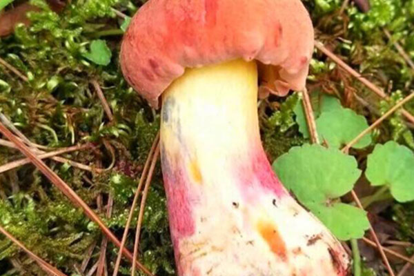 吃牛肝菌會(huì)發(fā)燒嗎，吃牛肝菌會(huì)拉肚子嗎