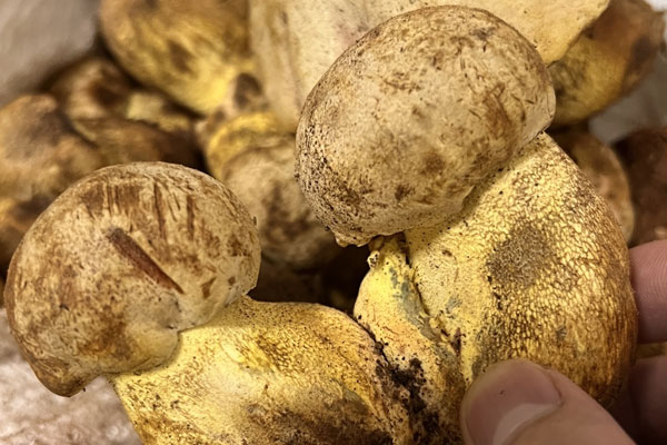 適合牛肝菌生長(zhǎng)的條件 適合牛肝菌生長(zhǎng)的條件