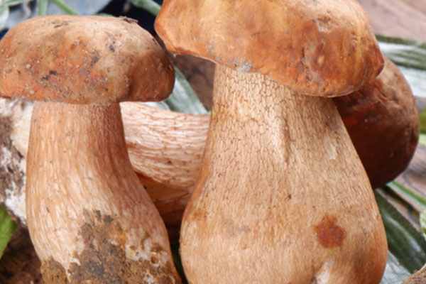 美味牛肝菌又叫什么名字，大腳菌就是牛肝菌嗎