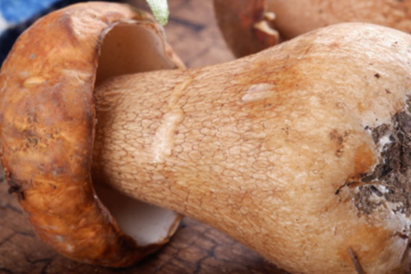 大腳菌是牛肝菌嗎 大腳菌是牛肝菌嗎