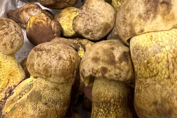 野生牛肝菌需要光照嗎 野生牛肝菌需要光照嗎