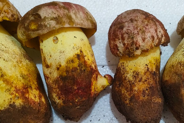 怎么辨別牛肝菌是不是有毒 怎么辨別牛肝菌是不是有毒