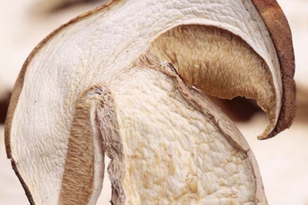 干品牛肝菌會中毒嗎 干品牛肝菌會中毒嗎
