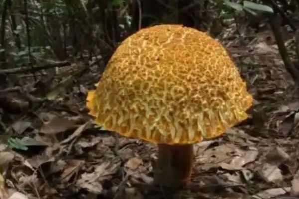 皺蓋牛肝菌的形態(tài)特征 皺蓋牛肝菌的形態(tài)特征