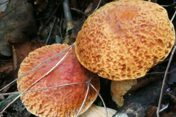 皺蓋牛肝菌可以吃嗎，牛肝菌燉雞有苦味能吃嗎