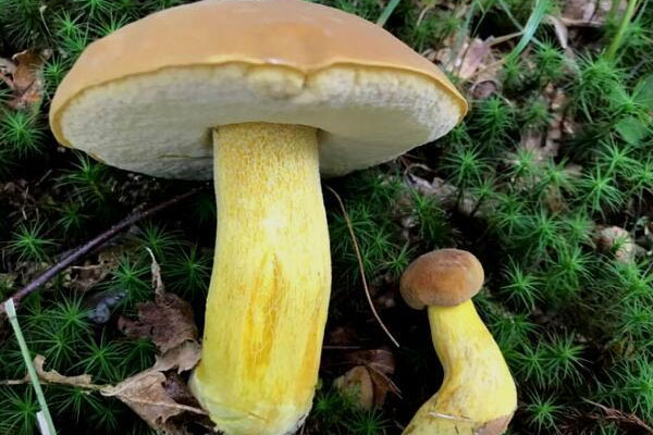 黃肉牛肝菌能吃嗎，玫黃黃肉牛肝菌能吃嗎