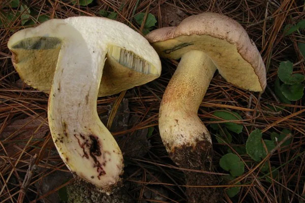 玫黃黃肉牛肝菌可以吃嗎 玫黃黃肉牛肝菌可以吃嗎