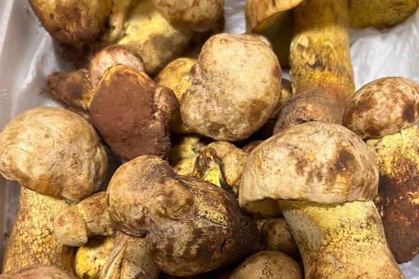 玫黃黃肉牛肝菌的形態(tài)特征 玫黃黃肉牛肝菌的形態(tài)特征