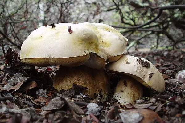 什么是土丘牛肝菌，茶褐牛肝菌有毒嗎