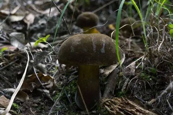 茶褐牛肝菌沒有毒 茶褐牛肝菌沒有毒