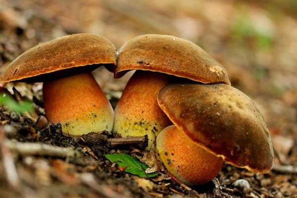 紅柄牛肝菌會(huì)反復(fù)變色嗎 紅柄牛肝菌會(huì)反復(fù)變色嗎