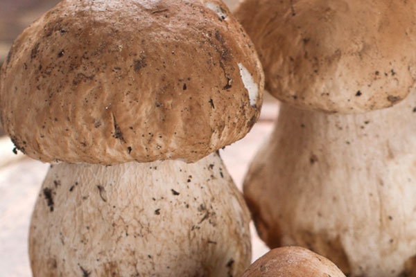 牛肝菌當(dāng)?shù)厮追Q叫什么，牛肝菌中間是空的嗎