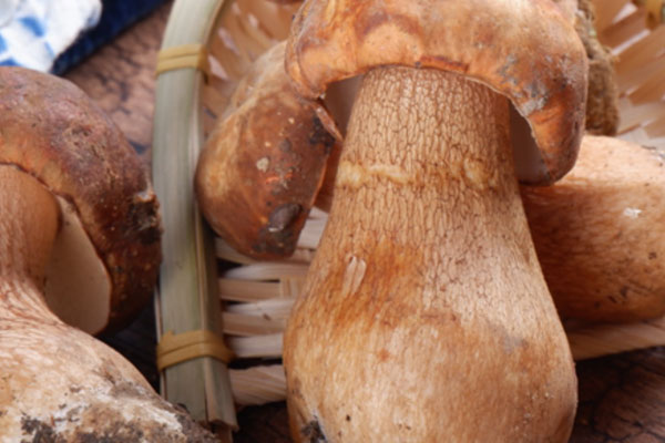 新鮮牛肝菌的兩種保存方法 新鮮牛肝菌的兩種保存方法