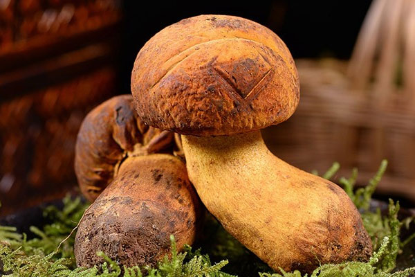 牛肝菌為什么不建議吃了 牛肝菌為什么不建議吃了