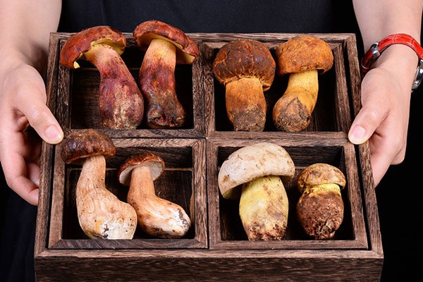 牛肝菌為啥不建議吃了，吃牛肝菌后會(huì)出現(xiàn)幻覺(jué)嗎