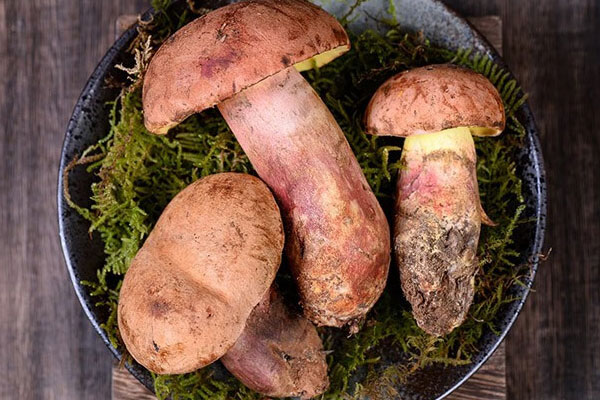 牛肝菌吃完惡心嘔吐 牛肝菌吃完惡心嘔吐