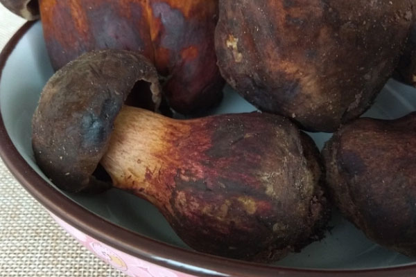 黑牛肝菌煲湯需要焯水嗎，黑牛肝菌不熟有毒嗎