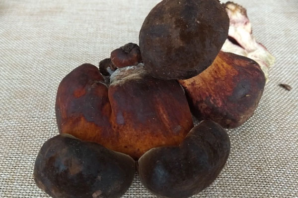 黑牛肝菌不熟會(huì)不會(huì)有毒 黑牛肝菌不熟會(huì)不會(huì)有毒