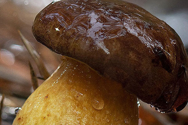 人工種植黑牛肝菌有毒性嗎 人工種植黑牛肝菌有毒性嗎