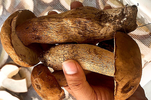 新鮮牛肝菌一定要趁早食用嗎 新鮮牛肝菌一定要趁早食用嗎