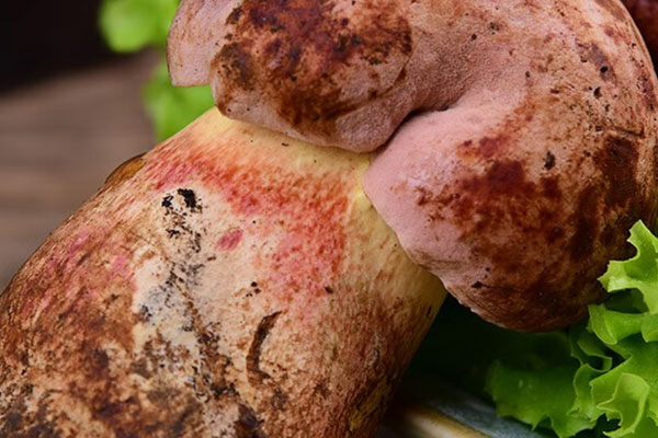 蘭茂牛肝菌何時命名的 蘭茂牛肝菌何時命名的