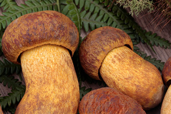 咳嗽能吃黃牛肝菌嗎 咳嗽能吃黃牛肝菌嗎