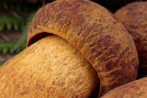 黃牛肝菌的特色，黃牛肝菌洗了會(huì)掉色嗎