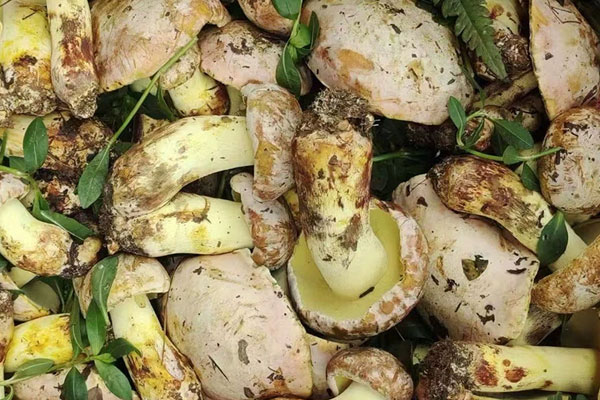 牛肝菌最多的地方在哪里 牛肝菌最多的地方在哪里