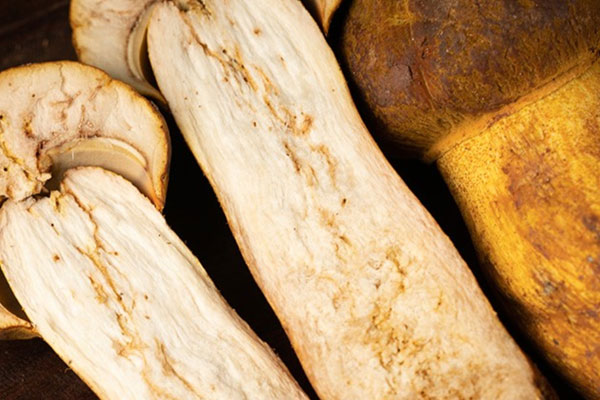 黃賴(lài)頭是黃牛肝菌嗎，白蔥牛肝菌分布在哪里